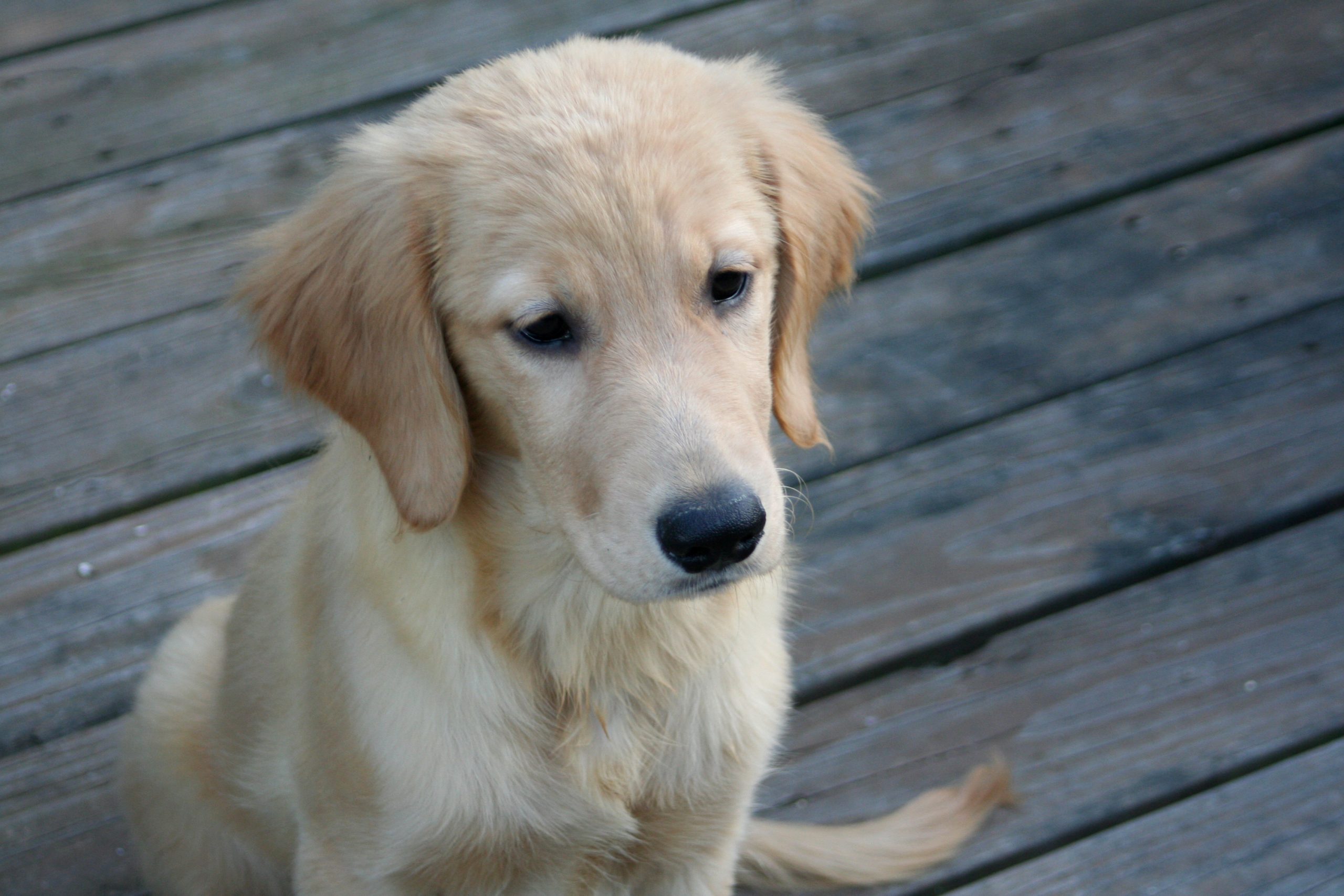 Golden Retriever Puppy’s Reaction to First Ever Social Event Melts Hearts [Video]